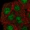 GA Binding Protein Transcription Factor Subunit Beta 1 antibody, HPA058483, Atlas Antibodies, Immunofluorescence image 