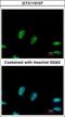 Ribosomal RNA Processing 1 antibody, GTX115107, GeneTex, Immunofluorescence image 