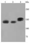 Structural Maintenance Of Chromosomes 3 antibody, NBP2-67153, Novus Biologicals, Western Blot image 