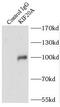 Kinesin-like protein KIF20A antibody, FNab04557, FineTest, Immunoprecipitation image 
