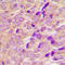 TBC1 Domain Family Member 4 antibody, LS-C368534, Lifespan Biosciences, Immunohistochemistry frozen image 