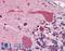 HSP90 antibody, LS-B2934, Lifespan Biosciences, Immunohistochemistry frozen image 