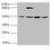 Cysteine desulfurase, mitochondrial antibody, LS-C676158, Lifespan Biosciences, Western Blot image 