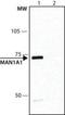 Man1a antibody, NB600-977, Novus Biologicals, Western Blot image 