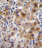 MTS antibody, LS-C164833, Lifespan Biosciences, Immunohistochemistry frozen image 