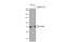 Zinc Finger CCCH-Type Containing 12A antibody, GTX636914, GeneTex, Western Blot image 