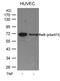 RELB Proto-Oncogene, NF-KB Subunit antibody, PA5-37726, Invitrogen Antibodies, Western Blot image 