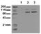 STAT3 antibody, AM00149PU-N, Origene, Western Blot image 