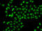 Actin Like 6B antibody, 22-705, ProSci, Immunofluorescence image 