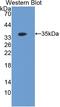 Follistatin Like 1 antibody, LS-C299801, Lifespan Biosciences, Western Blot image 