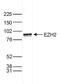 Enhancer Of Zeste 2 Polycomb Repressive Complex 2 Subunit antibody, GTX60811, GeneTex, Western Blot image 