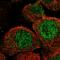 Nocturnin antibody, HPA012287, Atlas Antibodies, Immunofluorescence image 