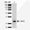 BCL2 Associated Agonist Of Cell Death antibody, SPC-773D-APC, StressMarq, Western Blot image 