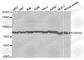 Heat Shock Protein Family A (Hsp70) Member 8 antibody, A2487, ABclonal Technology, Western Blot image 