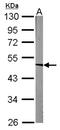 Acyl-CoA Dehydrogenase Medium Chain antibody, NBP1-32028, Novus Biologicals, Western Blot image 