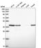 Poly(RC) Binding Protein 1 antibody, HPA043803, Atlas Antibodies, Western Blot image 