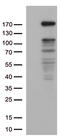 NEDD4 E3 Ubiquitin Protein Ligase antibody, TA812646S, Origene, Western Blot image 