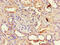 Aquaporin 3 (Gill Blood Group) antibody, abx302138, Abbexa, Immunohistochemistry paraffin image 