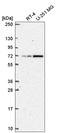 TATA-Box Binding Protein Associated Factor 5 Like antibody, HPA067941, Atlas Antibodies, Western Blot image 
