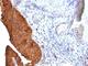 Keratin 19 antibody, V9127-100UG, NSJ Bioreagents, Flow Cytometry image 