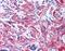 Myosin RLC antibody, AHP1730, Bio-Rad (formerly AbD Serotec) , Western Blot image 