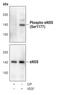 Nitric Oxide Synthase 3 antibody, MA5-14957, Invitrogen Antibodies, Western Blot image 