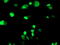ERCC Excision Repair 4, Endonuclease Catalytic Subunit antibody, M01993, Boster Biological Technology, Immunofluorescence image 