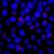 Centrosomal Protein 131 antibody, A301-415A, Bethyl Labs, Immunofluorescence image 