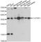 C1q And TNF Related 7 antibody, A09418, Boster Biological Technology, Western Blot image 