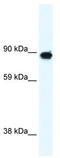 Metabotropic glutamate receptor 6 antibody, TA330620, Origene, Western Blot image 