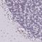 Zinc Finger Protein 800 antibody, HPA023090, Atlas Antibodies, Immunohistochemistry paraffin image 