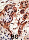 Gap junction beta-6 protein antibody, abx028503, Abbexa, Immunohistochemistry paraffin image 