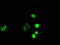 SRY-Box 17 antibody, TA500282, Origene, Immunofluorescence image 