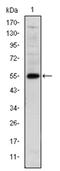 LIM/homeobox protein Lhx2 antibody, AM06604SU-N, Origene, Western Blot image 