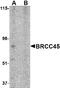 BRISC And BRCA1 A Complex Member 2 antibody, LS-B2700, Lifespan Biosciences, Western Blot image 