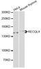 RECQ4 antibody, STJ28928, St John