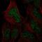 HUS1 Checkpoint Clamp Component B antibody, NBP2-56691, Novus Biologicals, Immunofluorescence image 