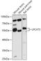 Lysophosphatidylcholine Acyltransferase 3 antibody, 16-999, ProSci, Western Blot image 