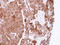 PPA1 antibody, LS-C186186, Lifespan Biosciences, Immunohistochemistry frozen image 