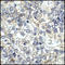 BB1 antibody, TA355072, Origene, Immunohistochemistry frozen image 