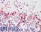 LIMP II antibody, LS-B3225, Lifespan Biosciences, Immunohistochemistry frozen image 