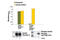 Insulin Receptor antibody, 7069C, Cell Signaling Technology, Enzyme Linked Immunosorbent Assay image 