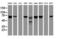 Coiled-Coil Domain Containing 93 antibody, LS-C175384, Lifespan Biosciences, Western Blot image 