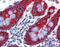 Keratin 76 antibody, 51-323, ProSci, Immunohistochemistry paraffin image 