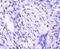 Jun Proto-Oncogene, AP-1 Transcription Factor Subunit antibody, NBP2-67466, Novus Biologicals, Immunohistochemistry paraffin image 