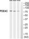 Phosphodiesterase 4C antibody, abx014296, Abbexa, Western Blot image 
