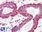 G antigen family D member 2 antibody, LS-B318, Lifespan Biosciences, Immunohistochemistry frozen image 