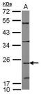 CDC42 Effector Protein 2 antibody, PA5-31049, Invitrogen Antibodies, Western Blot image 