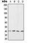 Ankyrin repeat domain-containing protein 1 antibody, orb224091, Biorbyt, Western Blot image 