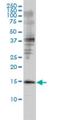 Glia Maturation Factor Beta antibody, H00002764-M01, Novus Biologicals, Western Blot image 